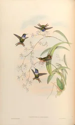 Calothorax jourdani = Chaetocercus jourdanii